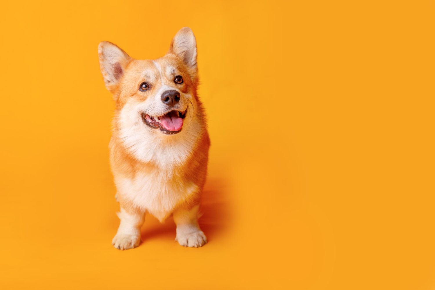 dog-banner